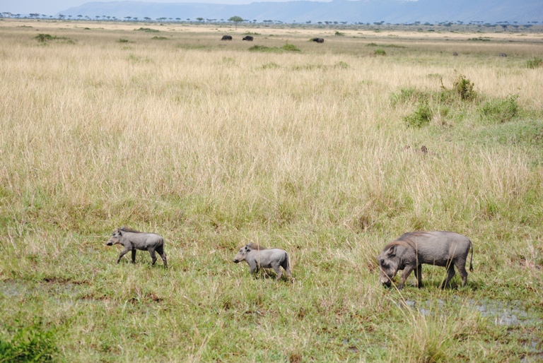 JAMBO KENYA ! Masai Mara'da Safari 33