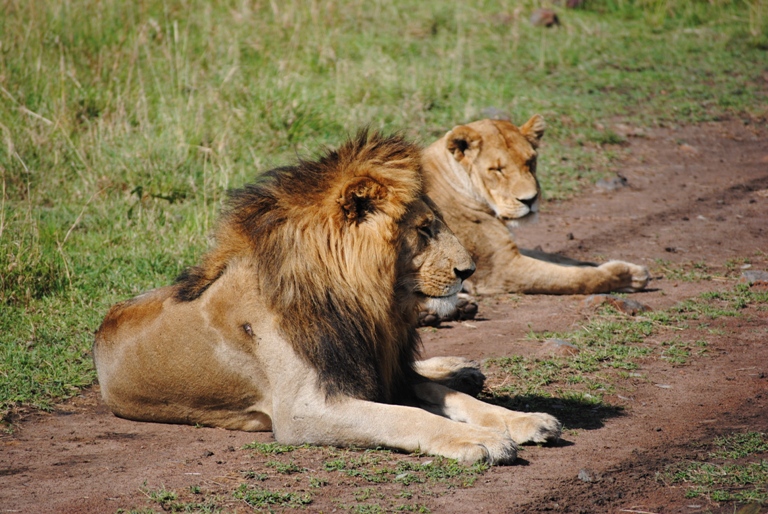 Kenya Safari 6