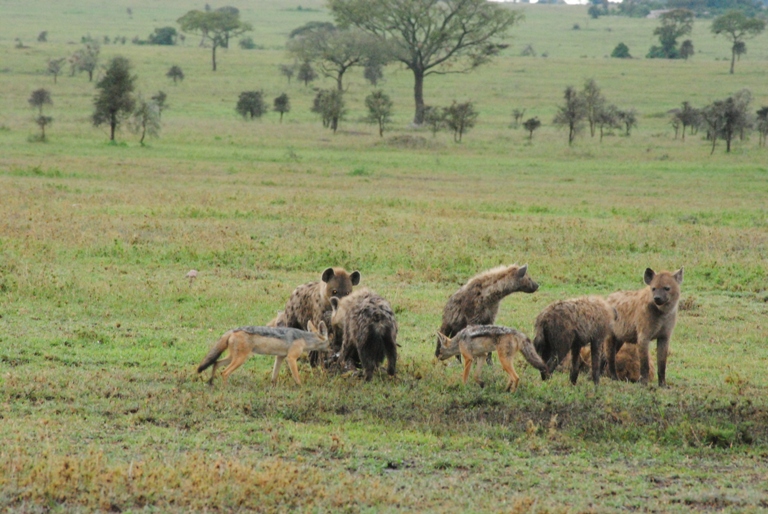 Kenya Safari 1