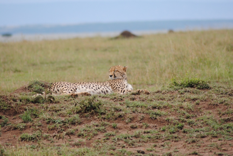 Kenya Safari 3